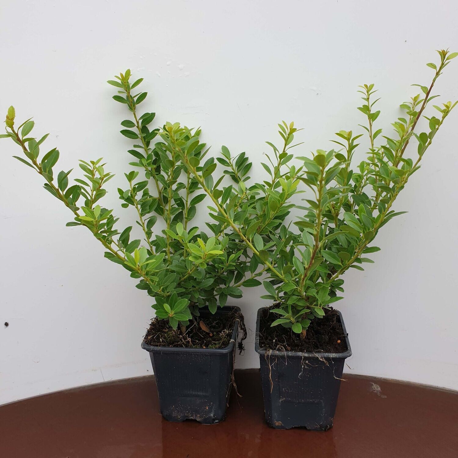 Ilex crenata hoogte 15-20cm