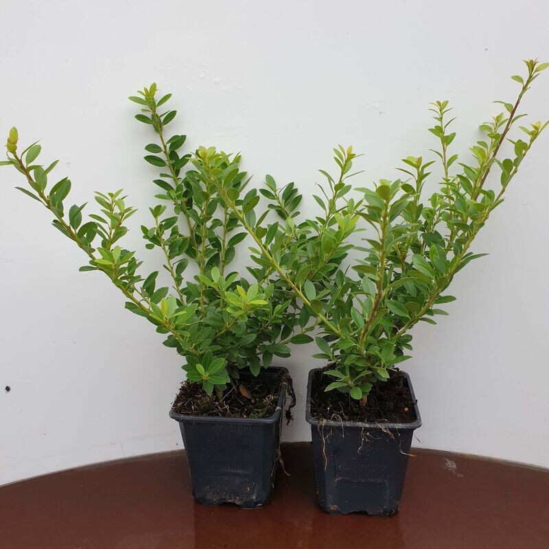 Ilex crenata hoogte 15-20cm