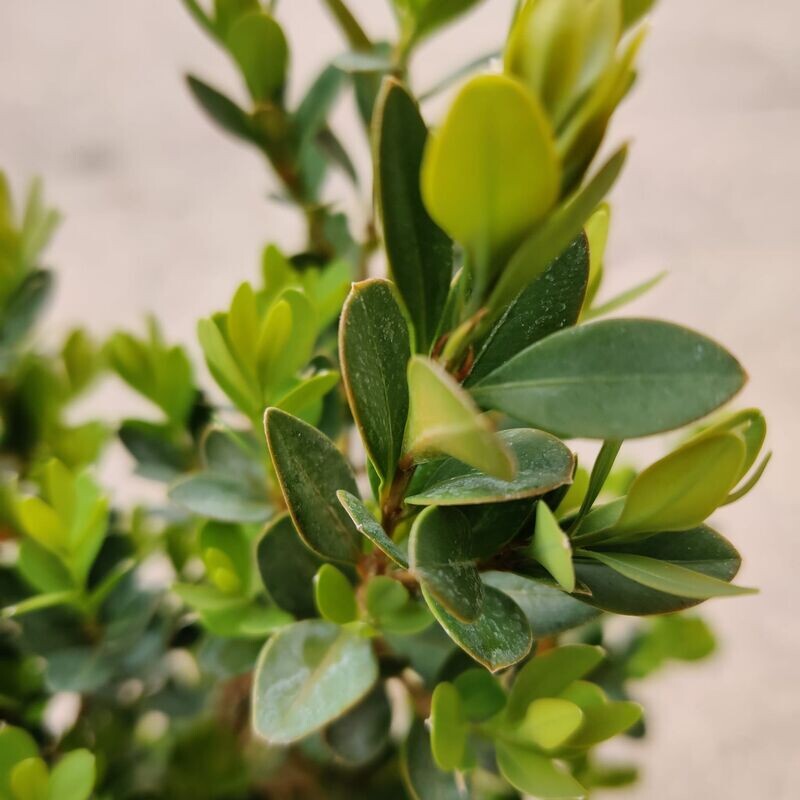 Buxus sempervirens hoogte 10-15cm