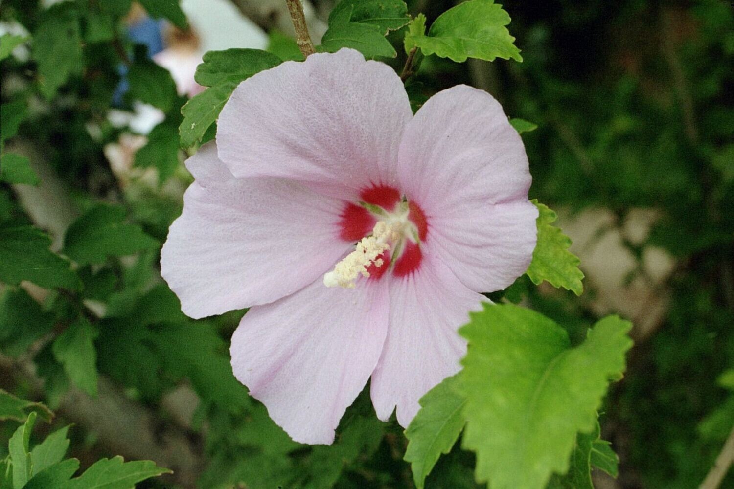 Hibiscus syriacus hoogte 50cm