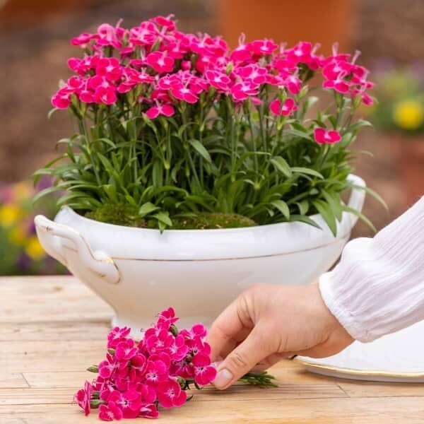 Dianthus solo con te  ( tuinanjer)