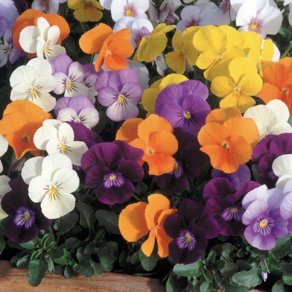 Viola Blueberry mix Viola Blueberry mix