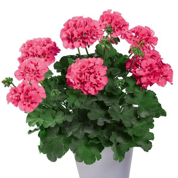 Pelargonium two in one 'Patio Pink Splash'