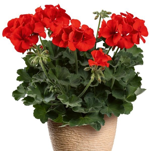 Pelargonium two in one 'Scarlett kiss'