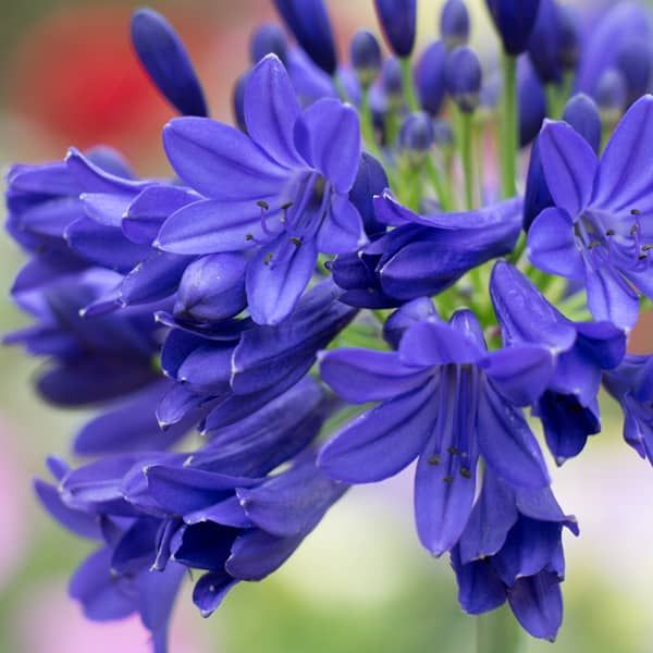 Agapanthus  'Flower of love' (Afrikaanse Lelie)