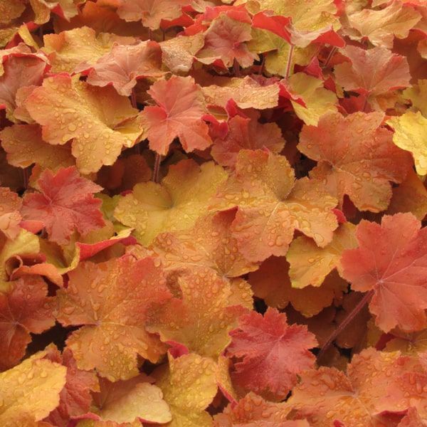 Heuchera 'Caramel'