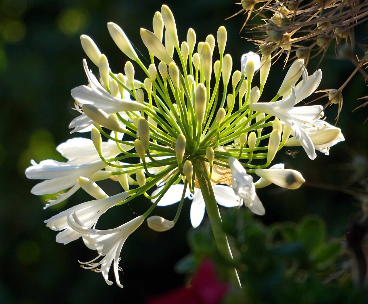 Agapanthus  'Ever White' (Afrikaanse Lelie)