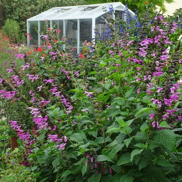 Salvia hybrid 'Amistad Pink'