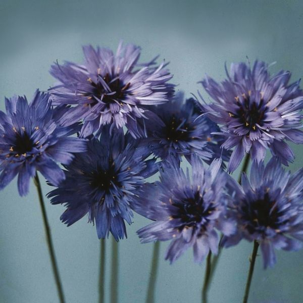 Catananche caerulea (blauwe strobloem)