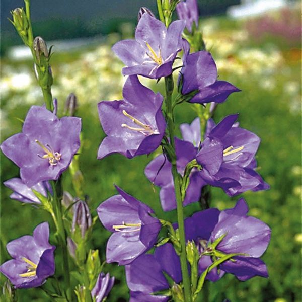 Campanula persicifolia 'Blue'
