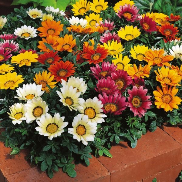 Gazania rigens 'Wonderwall  Mix'
