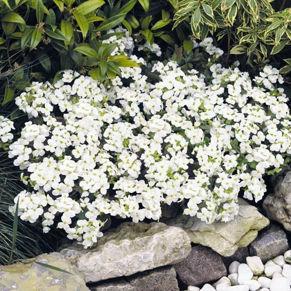 Arabis caucasica 'Catwalk White'