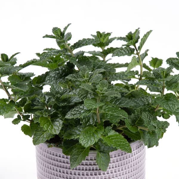 Munt (Mentha spicata Hugo)
