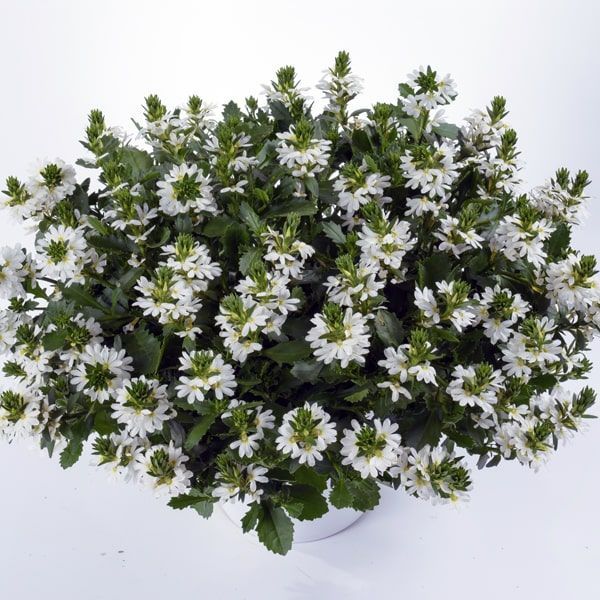 Scaevola 'White Touch'