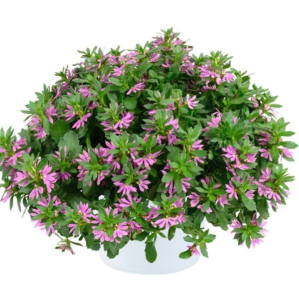 Scaevola 'Deep Pink Touch'