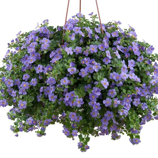 Bacopa blauw