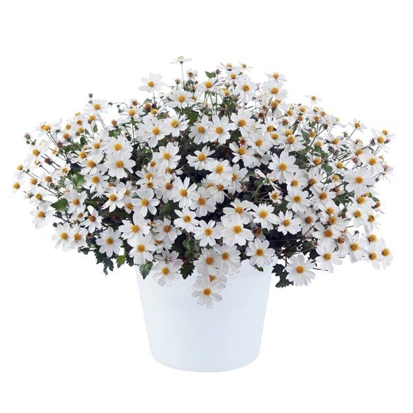 Bidens 'White Delight'