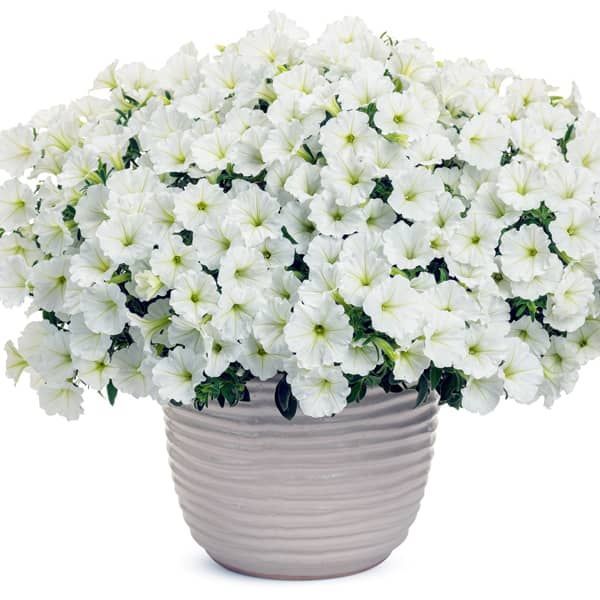 Petunia supertunia 'Vista Snowcarpet' Wit