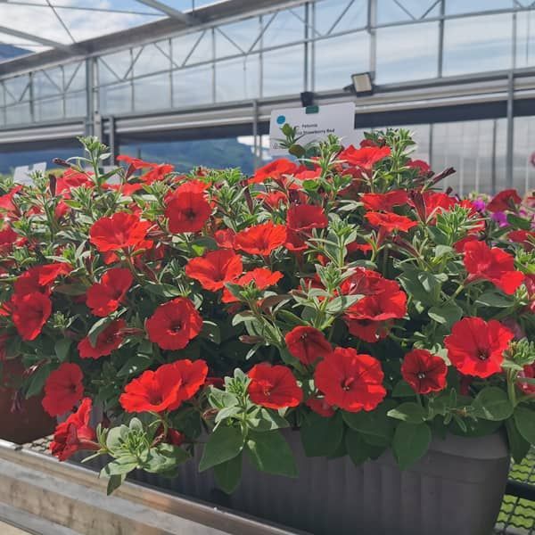 Petunia supertunia 'Vista Strawberry Red' rood