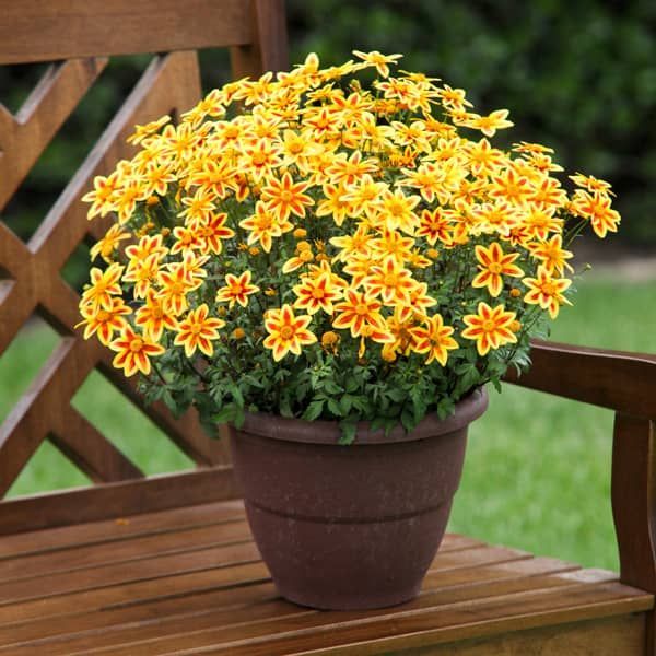 Bidens 'Blazing Star' (geel-oranje)