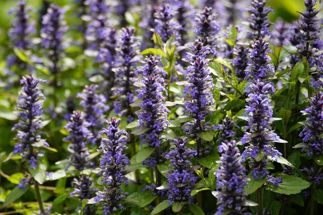 Ajuga reptans (kruipend zenegroen)