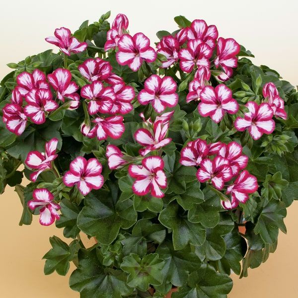 Pelargonium peltatum 'Villetta Burgundy White' (hanggeranium)
