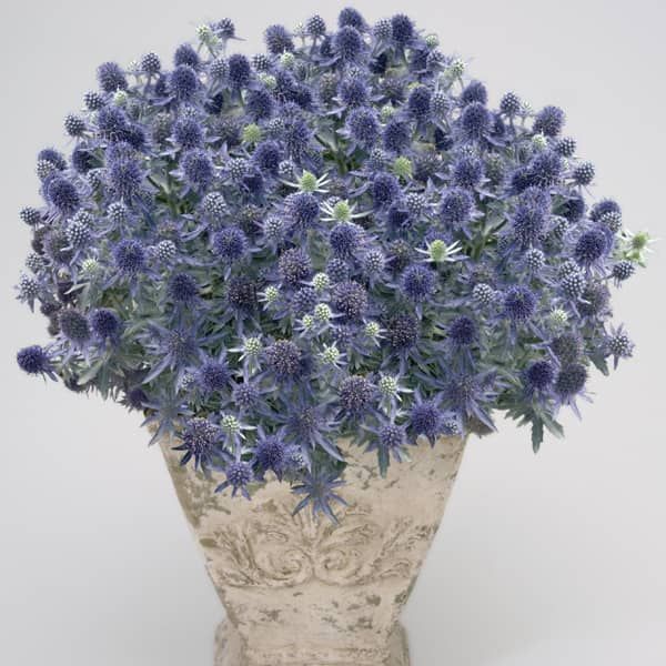 Eryngium planum 'Blue Hobbit' (kruisdistel)
