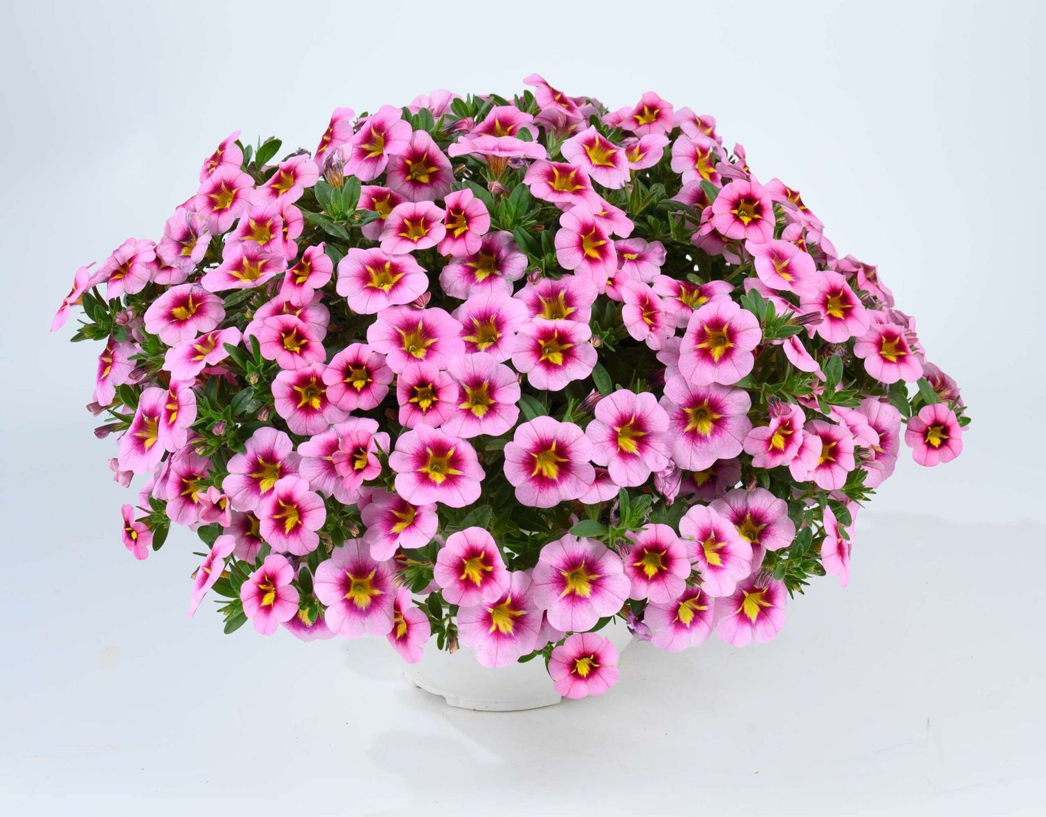 Calibrachoa 'Lia Spark Pink'