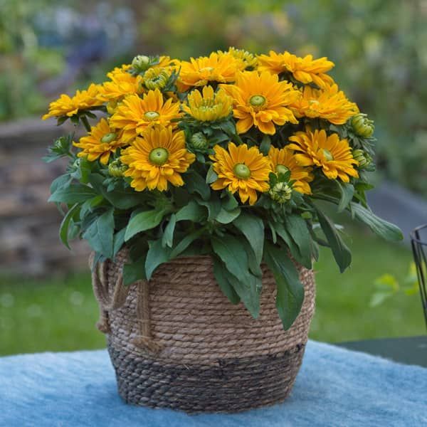 Rudbeckia sunbeckia Emma