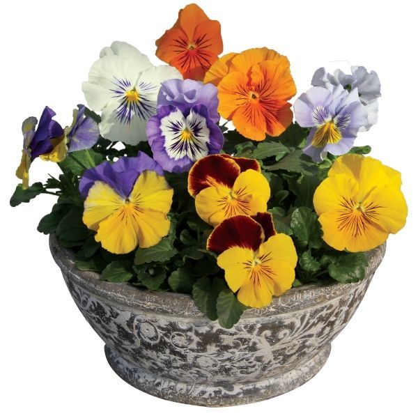 Viola Felix mix Viola Felix mix