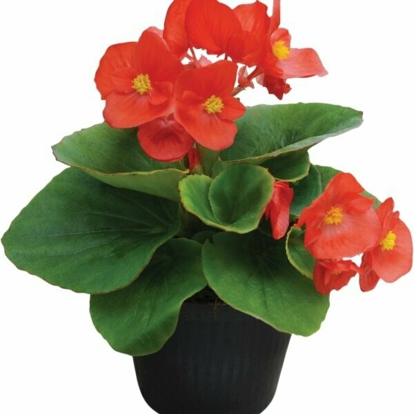 Waterbegonia rood Waterbegonia rood