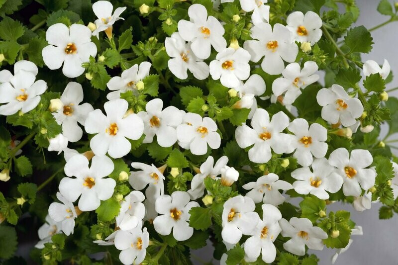 Bacopa wit Bacopa wit