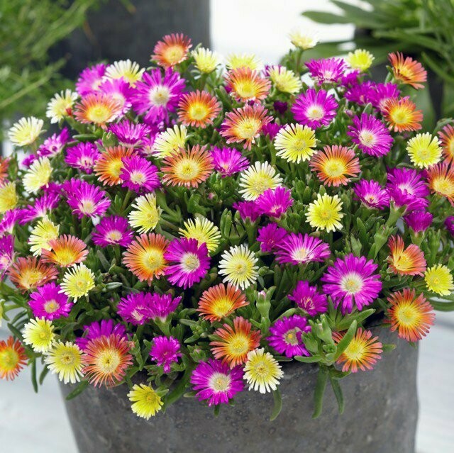 Delosperma WOW mix (3 in 1) (Ijsbloempje) Delosperma WOW mix (3 in 1) (Ijsbloempje)