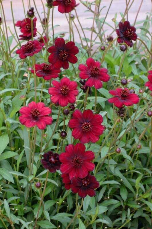 Cosmos 'Chocamocha' Cosmos 'Chocamocha'