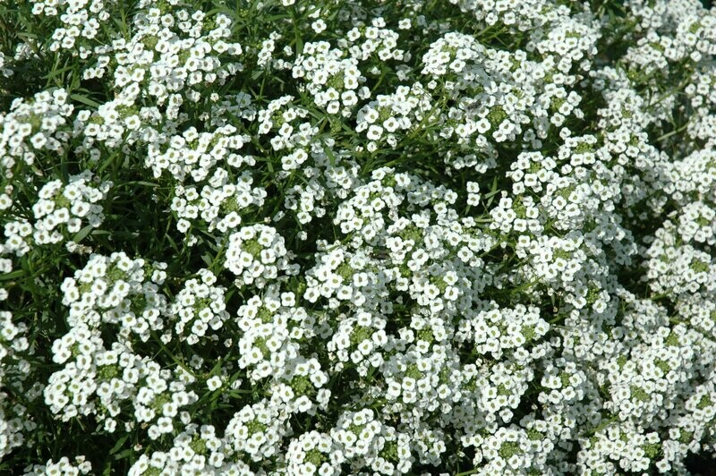 Lobularia 'Snow Princess' (sneeuwtapijt) Lobularia 'Snow Princess' (sneeuwtapijt)