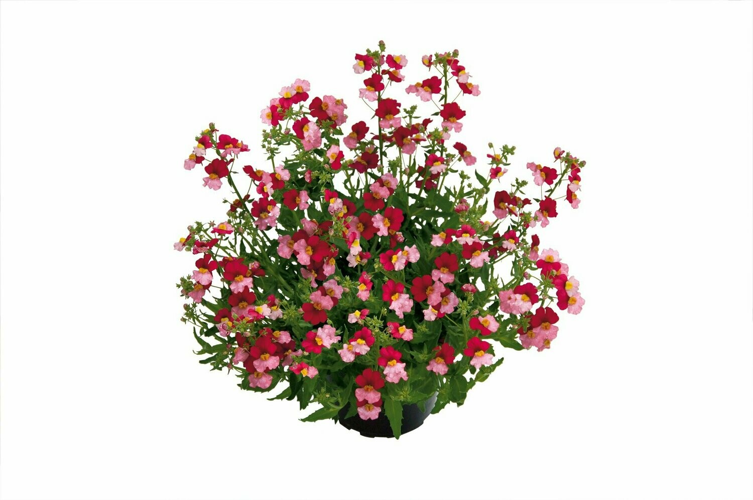 Nemesia sunsatia 'Plus Berry Delight'
