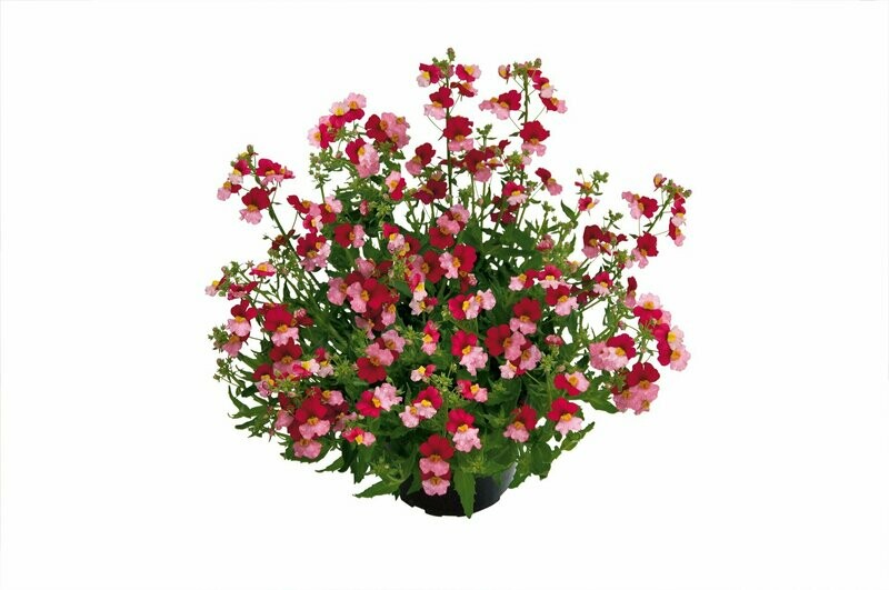 Nemesia sunsatia 'Plus Berry Delight' Nemesia sunsatia 'Plus Berry Delight'