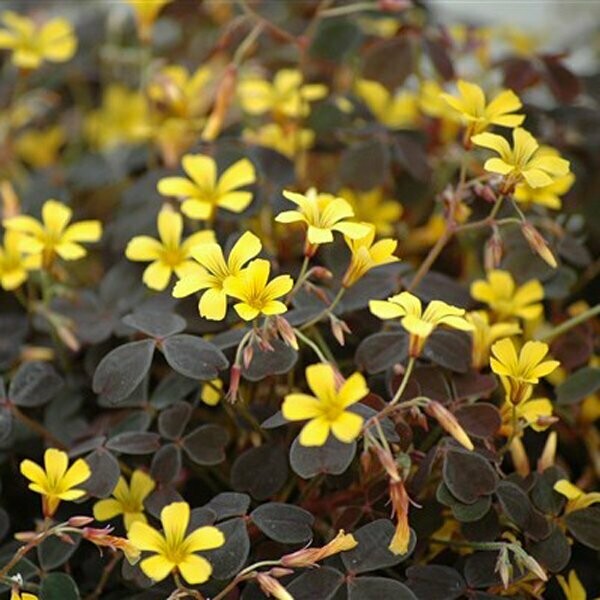 Oxalis
