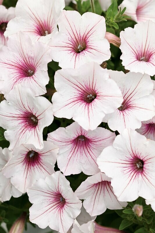 Petunia supertunia 'Vista Silverberry' wit-lichtroze Petunia supertunia 'Vista Silverberry' wit-lichtroze