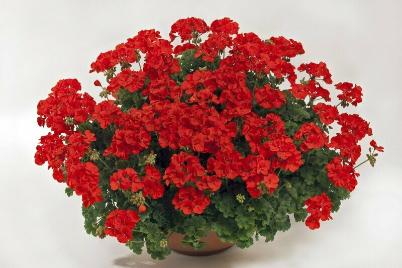 Pelargonium two in one 'Scarlet' Pelargonium two in one 'Scarlet'