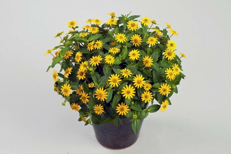 Sanvitalia 'Talya Great Yellow' Sanvitalia 'Talya Great Yellow'