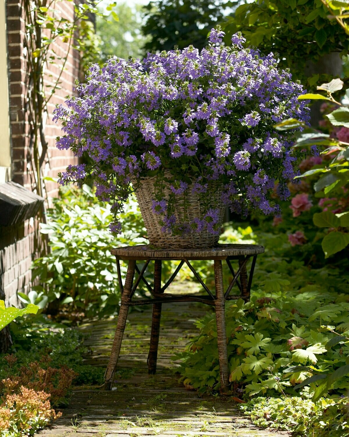 Scaevola 'Blue Touch'