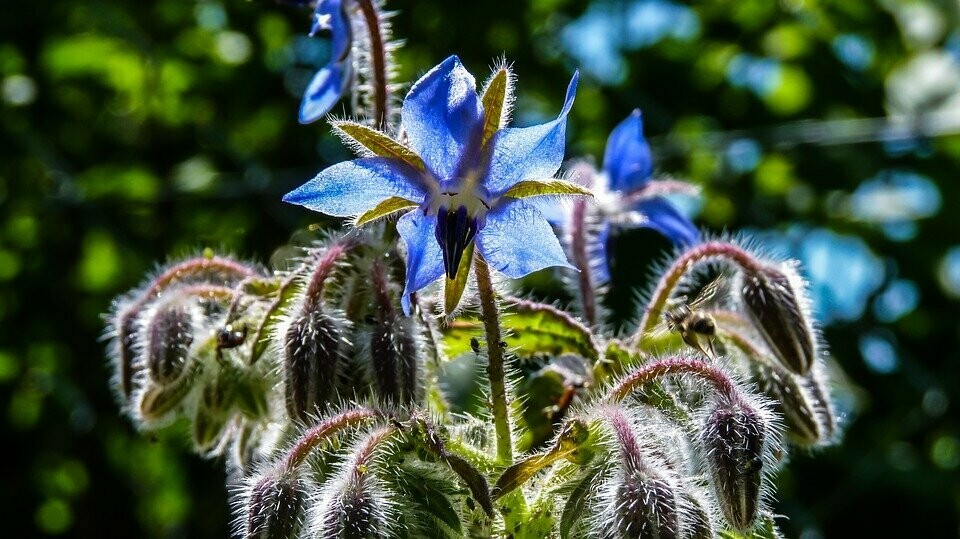 Komkommerkruid  (Bernagie of Borago officinalis)