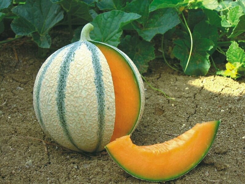 Meloen Anasta Meloen Anasta