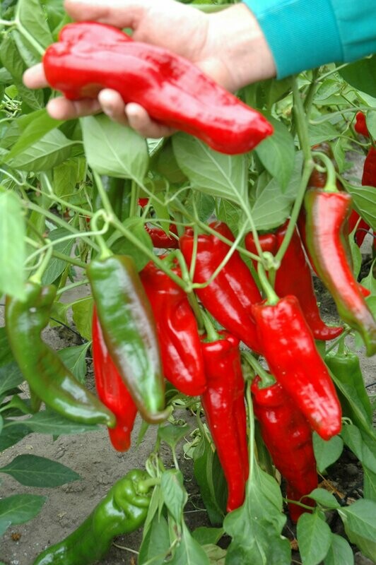 Paprika 'Lipari' (zoete puntpaprika) Paprika 'Lipari' (zoete puntpaprika)