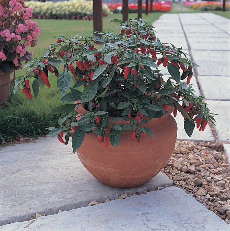 Peper 'Apache' (Spaanse peper) Peper 'Apache' (Spaanse peper)