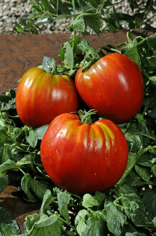 Tomaat 'Coeur de Boeuf' Tomaat 'Coeur de Boeuf'