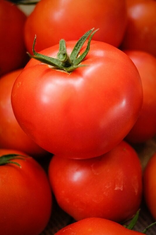 Tomaat 'Saint-Pierre' Tomaat 'Saint-Pierre'