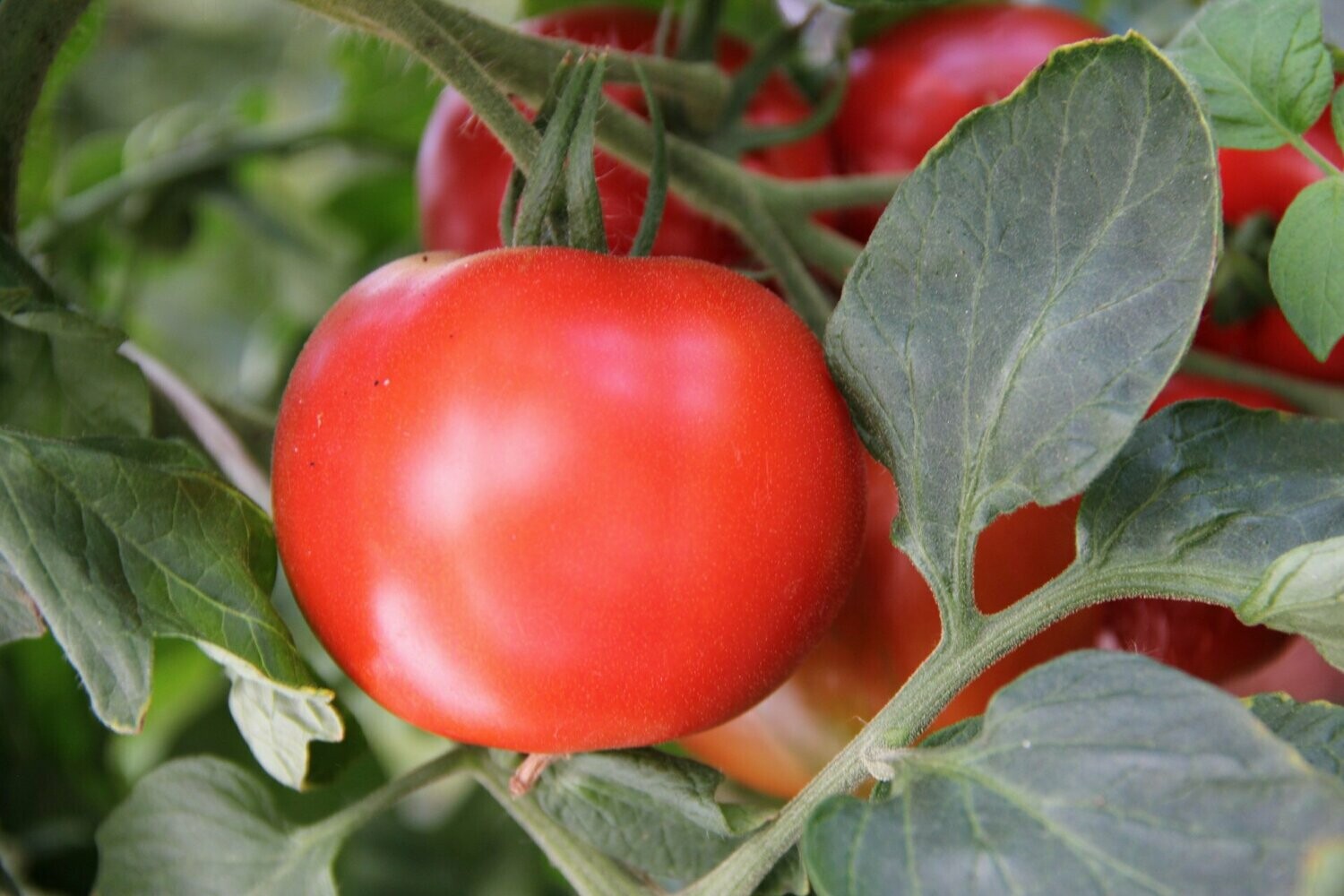 Tomaat 'Fandango'