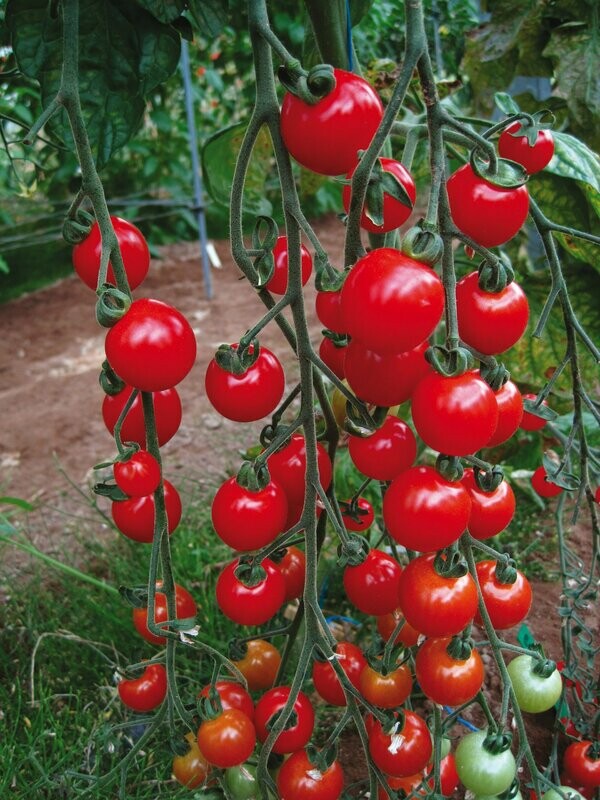 Tomaat 'Sweet Apéro' Tomaat 'Sweet Apéro'